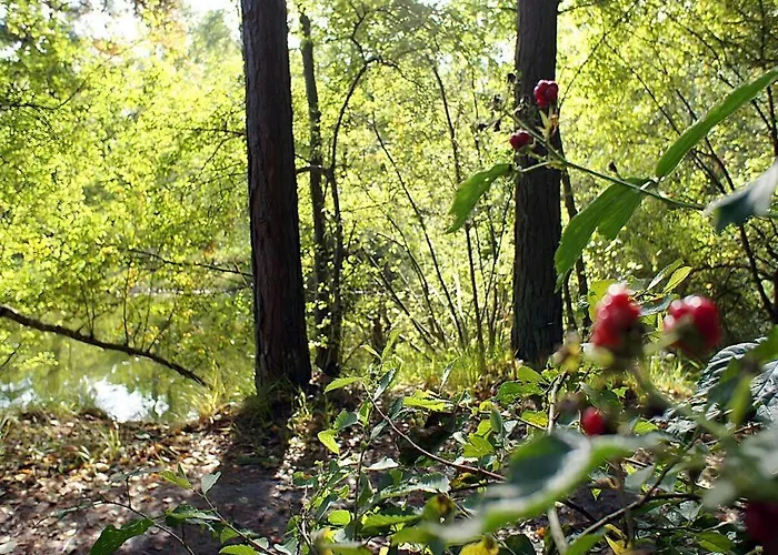 Majestic In Apartamento Westerstede